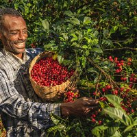 african man collecting coffee cherries, east africa - coffee stockfoto's en -beelden