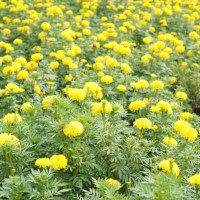 african marigold, american, aztec, big marigold scientific name tagetes erecta yellow flower blooming in garden nature background - garden decoration stock pictures, royalty-free photos & images