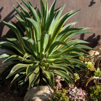 agave plant - garden decoration stock pictures, royalty-free photos & images