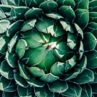 agave succulent plant with open leaves on a sunny day, high angle view - garden decoration stock pictures, royalty-free photos & images