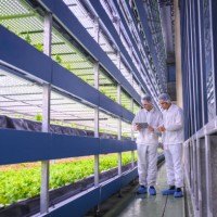 agro-tech specialisten die stapels binnengewassen onderzoeken - food stockfoto's en -beelden