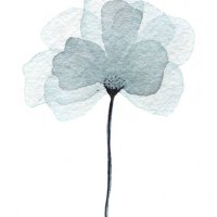 airy grey flower in watercolor - garden decoration stock pictures, royalty-free photos & images