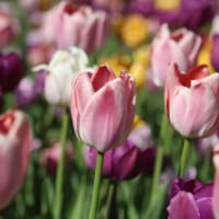 ajar pink tulip flower against colorful blossom flowerbed background. full frame, ambient light - garden decoration stock pictures, royalty-free photos & images