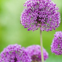 allium flower - iv - garden decoration stock pictures, royalty-free photos & images