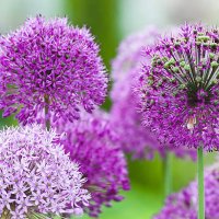 allium flower - vii - garden decoration stock pictures, royalty-free photos & images