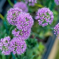 allium flowers - garden decoration stock pictures, royalty-free photos & images