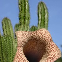 amazing flower succulent plant, botanical garden ukraine - garden decoration stock pictures, royalty-free photos & images