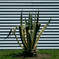american agave, a century-old plant, or american aloe. the flowering plant of the agave family grows outdoors, on a sunny summer day. - garden decoration stock pictures, royalty-free photos & images