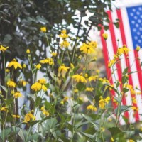 american flag and yellow flowers. - garden decoration stockfoto's en -beelden