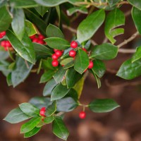 american holly leaves with red berries - garden decoration stock pictures, royalty-free photos & images