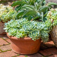 an arrangement of terracotta pots in an english garden planted with succulent plants - garden decoration stock pictures, royalty-free photos & images