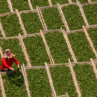 an asian female worker is drying tea leaves in a tea factory - garden decoration stock pictures, royalty-free photos & images