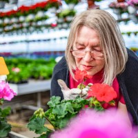 an older woman working with flowers in a large flower nursery. senior woman checking the quality of the plants in a greenhouse. - garden decoration stock pictures, royalty-free photos & images