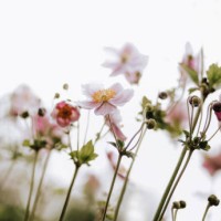 anemones flowers banner - garden decoration stock pictures, royalty-free photos & images