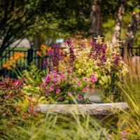annuals growing in a tin container outdoors backyard - garden decoration stock pictures, royalty-free photos & images