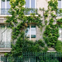 apartment building facade covered with green ivy plant, paris, france - garden decoration stockfoto's en -beelden