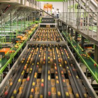 apple factory, sorting machine - food photos et images de collection