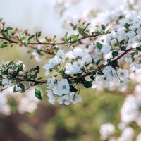 apple tree floral blossom. bright spring background. spring white apple fruit flowers. - garden decoration stock pictures, royalty-free photos & images