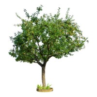 apple tree on a white background. - garden decoration stock pictures, royalty-free photos & images