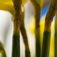 april blooming narcissi flowers arranged in vase for interior decoration - garden decoration stock pictures, royalty-free photos & images