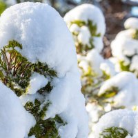 arborvitae bush covered in thick snow piles - garden decoration stock pictures, royalty-free photos & images