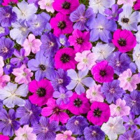 arrangement of beautiful cranesbill flowers - garden decoration stock pictures, royalty-free photos & images
