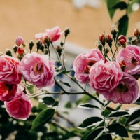 art background with beautiful climbing rose and pink dreaming - garden decoration stock pictures, royalty-free photos & images