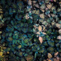 artificial abstract green and purple tropical leaves. - garden decoration stock pictures, royalty-free photos & images