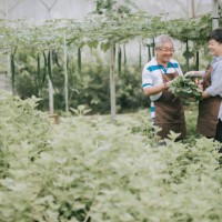 asian chinese mid adult woman helping her father in the farm greenhouse - food stock pictures, royalty-free photos & images