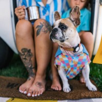 asian mother,son and small dog enjoying trailer camping outdoors - fashion stock pictures, royalty-free photos & images