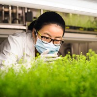 asian scientist examining plants in laboratory - food photos et images de collection