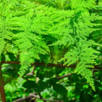 asparagus fern,close-up of the green leaf background. - garden decoration stock pictures, royalty-free photos & images