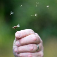 aster plant - garden decoration stock pictures, royalty-free photos & images