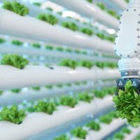 automatic agricultural technology with close-up view of robotic arm harvesting lettuce in vertical hydroponic plant - food stock pictures, royalty-free photos & images