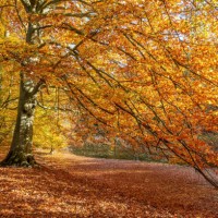 autumn colour. - garden decoration stock pictures, royalty-free photos & images