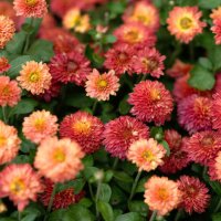 autumn flowers taken from above, texture for the design background, vertical photo. - garden decoration stock pictures, royalty-free photos & images