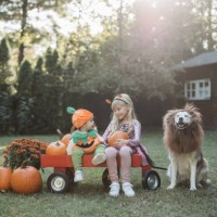 autumn harvest - garden decoration stock pictures, royalty-free photos & images