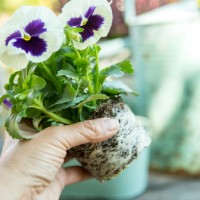 autumn in the garden - garden decoration stock pictures, royalty-free photos & images