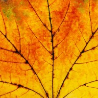 autumn yellow-red leaf. - garden decoration stock pictures, royalty-free photos & images