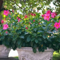 autumnal wonder garden - dipladenia - garden decoration stock pictures, royalty-free photos & images