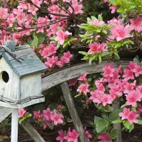 azaleas in spring with garden decorations, landscaping close up - garden decoration stock pictures, royalty-free photos & images