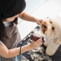 aziatische chinese vrouwelijke huisdier trimmer met schort een bruine kleur toy poedel hond verzorgen - hairstyle stockfoto's en -beelden