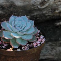 baby succulent by charissa lotter (de scande) - garden decoration stock pictures, royalty-free photos & images