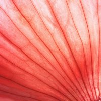 back lit red onion skin showing lines and natural patterns - monochrome backgrounds - food stock pictures, royalty-free photos & images
