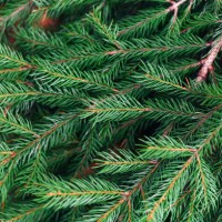 background from the branches of the christmas tree. festive background. new year. christmas. - garden decoration stock pictures, royalty-free photos & images