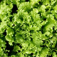 background of green lettuce leaves. top view - garden decoration stock pictures, royalty-free photos & images