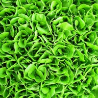 background of green lettuce seedlings - food stock pictures, royalty-free photos & images