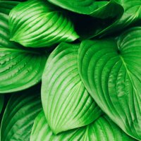 background with big green leaves. natural background. tropical tree leaves. - garden decoration stock pictures, royalty-free photos & images