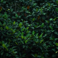 background with natural lush foliages of leaf and green leaves pattern - garden decoration stock pictures, royalty-free photos & images