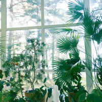 background with tropical plants in the interior. favourite hobby, growing house plants, big trees and small flowers in pots on the floor. - garden decoration stock pictures, royalty-free photos & images